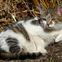 Деревенская кошка (случайный снимок в деревне) :: Милешкин Владимир Алексеевич 