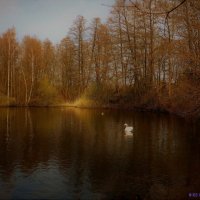Пейзаж с лебедем :: Nina Yudicheva