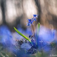 Нежность весны :: Сергей 