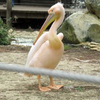 Розовый пеликан :: Герович Лилия 