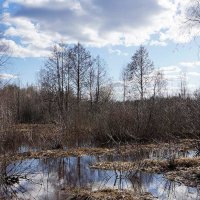 Половодье в Мещёре :: Сергей Курников