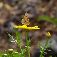 Бабочка на цветке :: Александр Деревяшкин