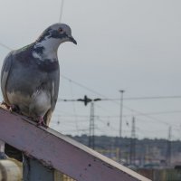 Проходи, товарищ... не задерживайся... :: Роман Пацкевич