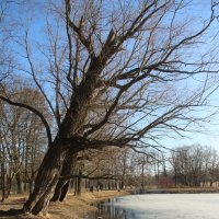 Царское Село. Апрель :: Наталья Герасимова