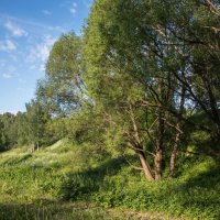 Лето. :: Владимир Безбородов