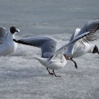 Чайки на льду :: ZNatasha -