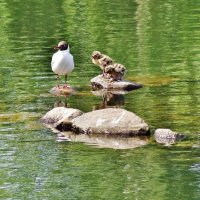 Озерная чайка с птенцами :: Aida10 