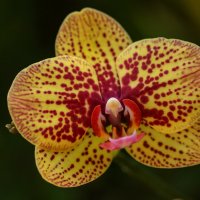 Орхидея :: Светлана Карнаух