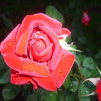 Розы - одни из моих любимых цветов :: Наталья Смирнова