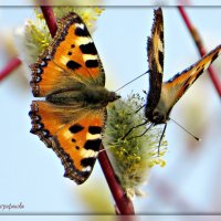 Бабочки на вербе. :: Ольга Митрофанова