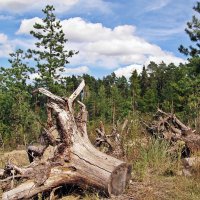 Сосновый лес пострадал от урагана :: Евгений Кочуров