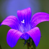 Алтайский цветок на рассвете. :: Штрек Надежда 