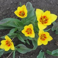 Желтые тюльпаны. :: Нина Акарцева 
