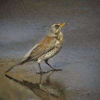 Дрозд рябинник :: Наталья Лакомова