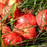 Поспели яблоки в саду :: Татьяна Ломтева