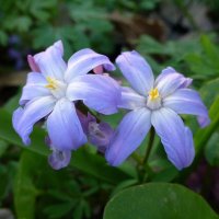 Голубые цветики весны :: Лидия Бусурина