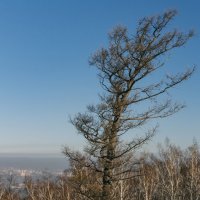 National park Stolby, Russia, Siberia, Krasnoyarsk. :: Igor Novikov