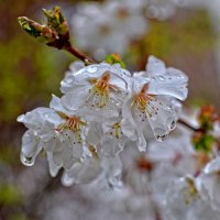Тёплый весенний дождь.. :: Дмитрий Шопенгауэр 