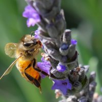 Пчела на лаванде :: Александр Деревяшкин