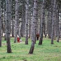 Когда деревья были большими :: Валентин Семчишин