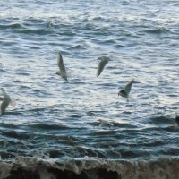 чайки над морем :: ольга хакимова