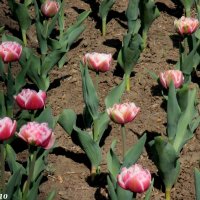 Махровые тюльпаны :: Нина Бутко