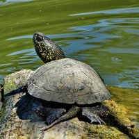 Болотная черепаха. :: vodonos241 