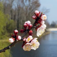 Весна. Река. Абрикоса цвет...) :: Тамара Бедай 