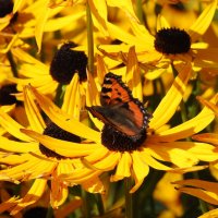 Про цветы и бабочку :: Natalia Harries