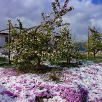 апрель промчался свежим снегом :: Elena Wymann