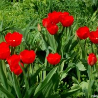 Расцветают тюльпаны :: Нина Бутко
