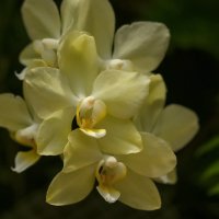 Жёлтая орхидея :: Светлана Карнаух