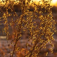 Цветы зимнего заката :: юрий Амосов