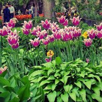 Тюльпаны в парке :: Liliya Kharlamova