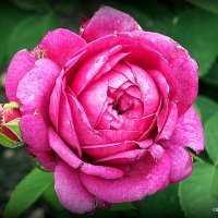 благоухающая роза :: Олег Лукьянов