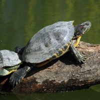 Красноухая черепаха :: barsuk lesnoi