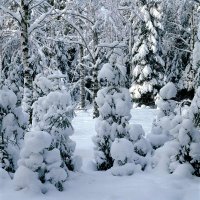 Снежный январь :: Сергей Курников
