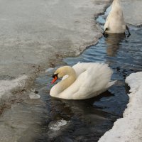 А , белый лебедь на пруду ... :: skijumper Иванов