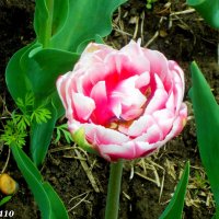 Махровый тюльпан :: Нина Бутко