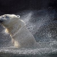 Белый медведь :: Wild Leo