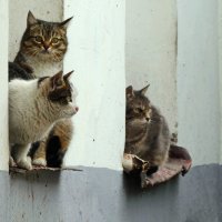 Сидят кошки ... :: Владимир Шошин