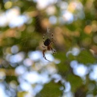 в мире паутины :: Ксения Комина