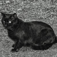 Зачем чёрному коту цветная фотография ? :: Анатолий. Chesnavik.