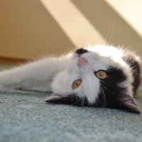 Мой кот Пусик) :: Ксения Комина