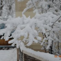снег на ветках. :: Виктор Васильевич Баландин