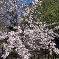 Cherry blossoms :: Alexander Varykhanov