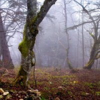 весенний лес, окутанный туманом :: Elena Wymann