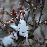 Апрельская зима :: Сеня Белгородский