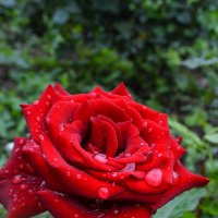 роза в мамином саду :: Ксения Комина