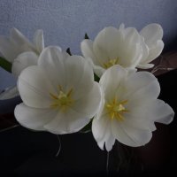 Белые тюльпаны :: Наталья Цыганова 